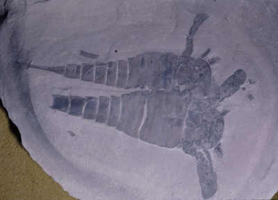141_eurypterus_remipes_ny_sil.jpg