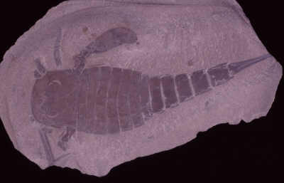 145_eurypterus_remipes_ny_sil.jpg