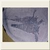 141_eurypterus_remipes_ny_sil.jpg