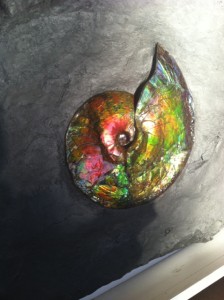 Canada ammonite 1