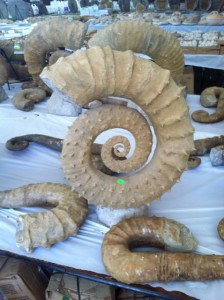 Moroccan ammonite