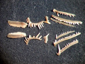 Picture of conodonts (each specimen is about 1 mm in length)