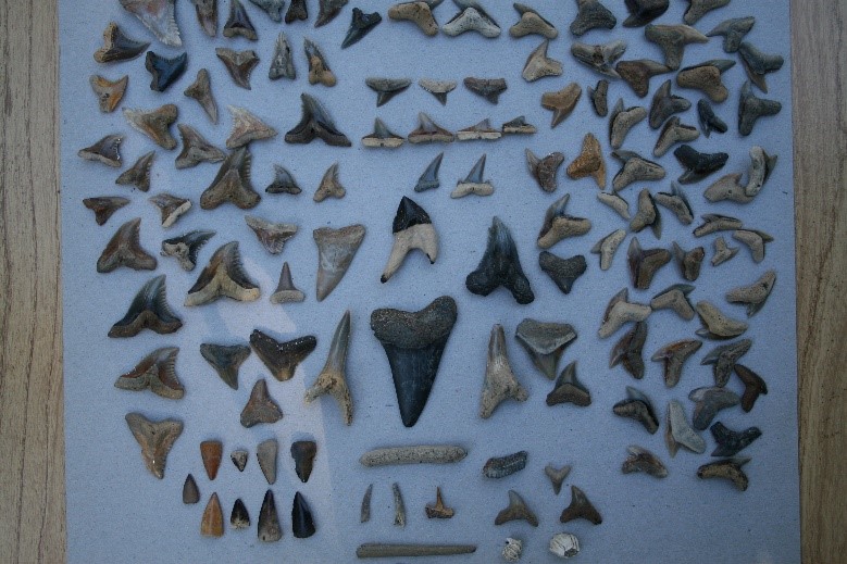 Shark tooth hunting folly beach.
