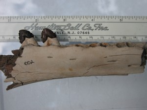 New ChB Squalodontoid jaw fragment