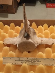 ChB Squalodontoid whale lumbar vertebra