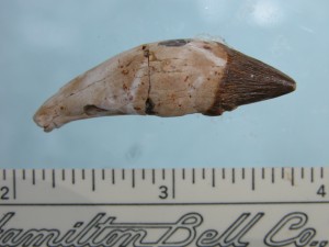 ChB Squalodontoid pre-molar