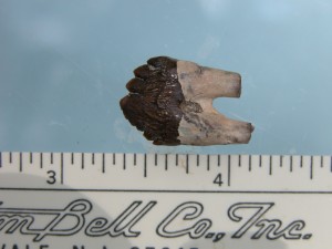 New ChB Squalodontoid molar