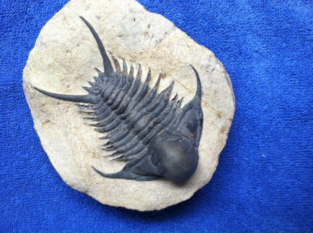 Foulonia trilobite (Ordovician; 3.5 inches long) from Morocco.