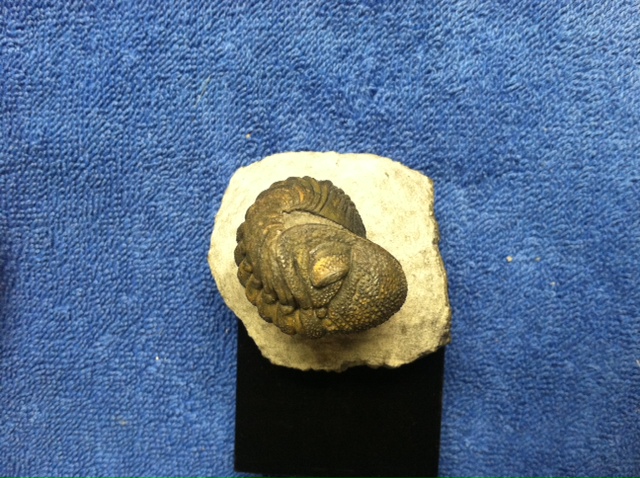 Enrolled Phacops (Devonian) from Morocco.