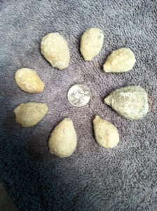 Holocystites found during most recent trip to Massie Shale.