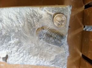 Two and 1/4-inch Phacops collected during the 2017 Dig with the Experts.