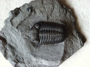Prone Phacops from Penn Dixie (specimen 2 inches in length).