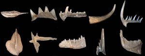 Picture of some microscopic conodont tooth-like structures.