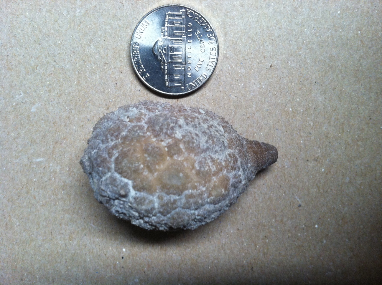 Holocystites specimen as found on the shale spoil piles.