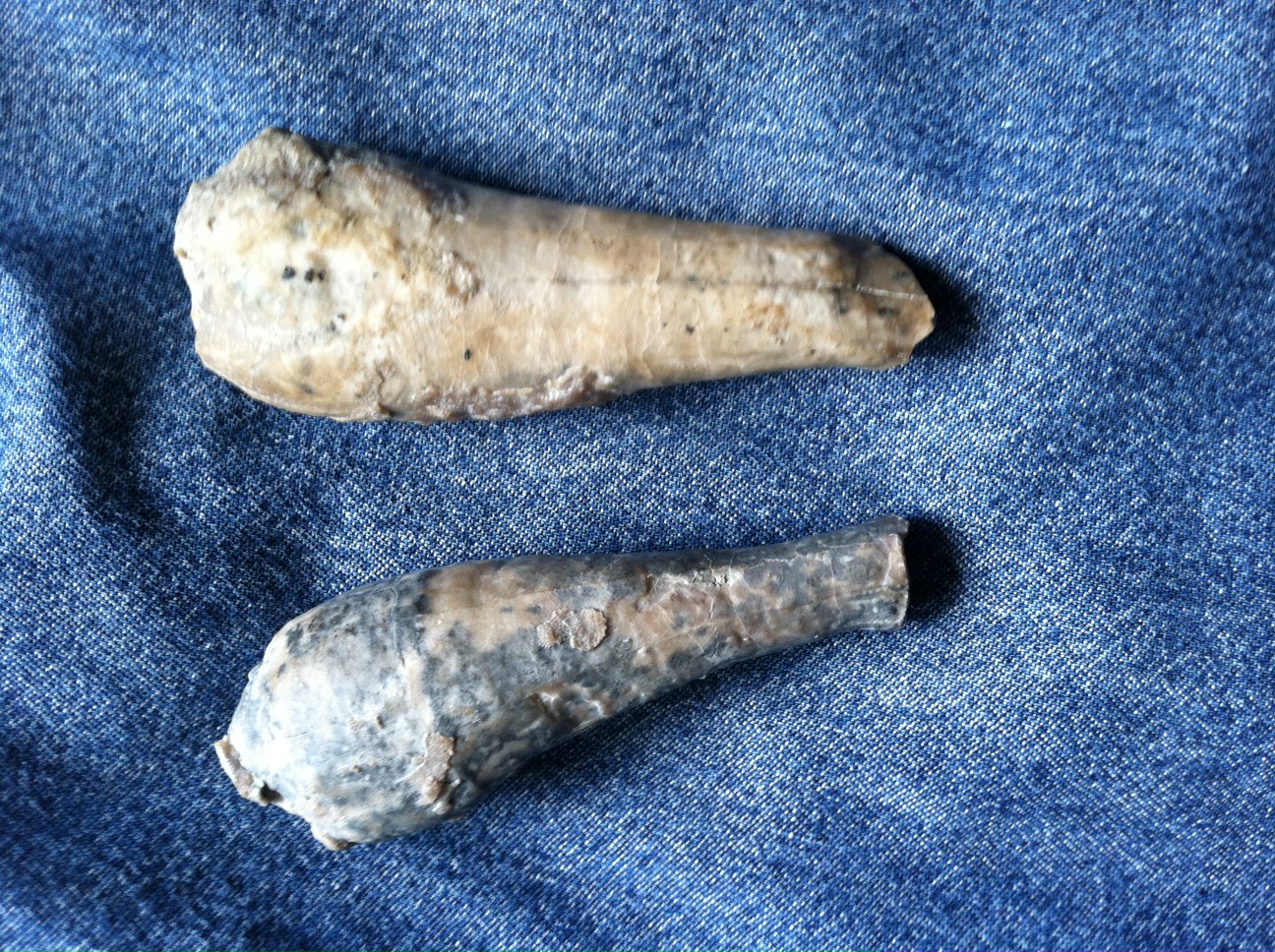 Two nearly complete 3-inch theca of an undescribed cystoid species. Oral area (mostly missing in both specimens) is to the left, the attachment base to the right.