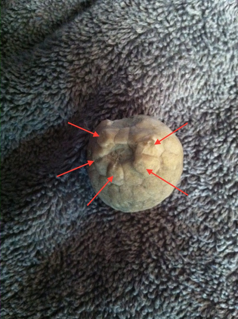 Figure 2. Top view of unidentified cystoid. The red arrows indicate the 5 brachiole attachment sites.