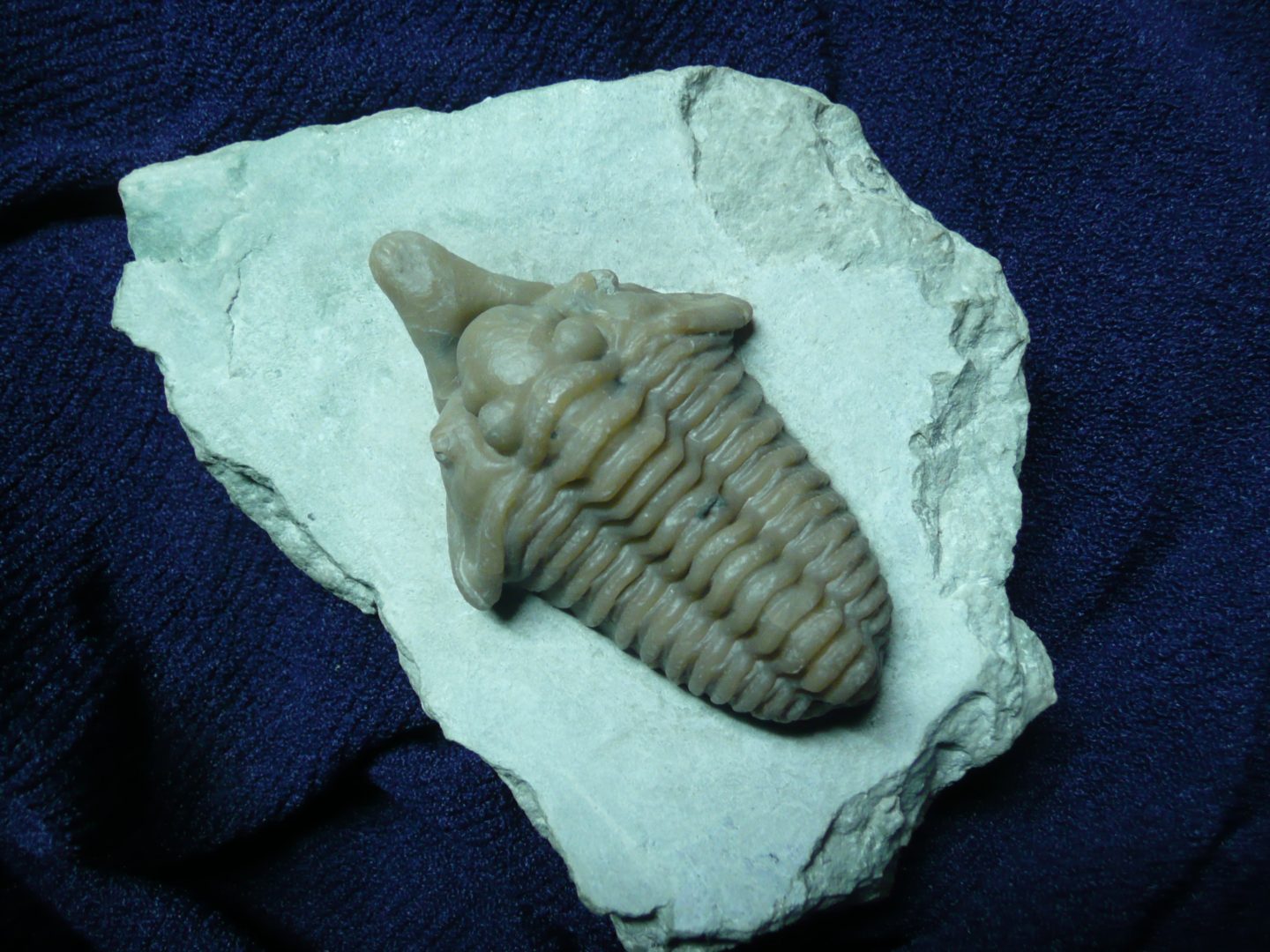 Figure 3. Spathacalymene nasuta from the Silurian Massie Shale. Specimen is 2.25 inches long. Prepared by Ben Cooper.