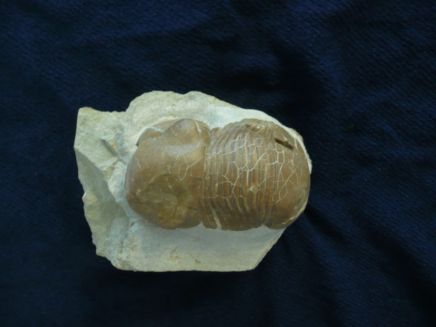 Figure 5. Bumastus from Silurian Massie Shale. Specimen is 3.5 inches long. Prepared by Ben Cooper.