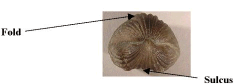 FOLD: A raised area of the shell, as if the shell had been pinched. SULCUS: A depression in the shell, as if the shell had been pushed in. The opposite of a fold.
