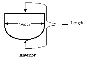 ANTERIOR: The front of a properly oriented brachiopod.