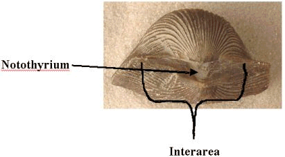 PEDICLE OR VENTRAL VALVE: The shell half through which the pedicle soft tissue extended. This valve will generally show evidence of a hole or slot through which the pedicle extended. This is generally the larger valve.