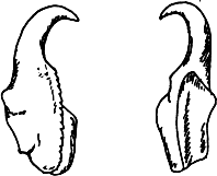 Left and Right Side of Arabellites