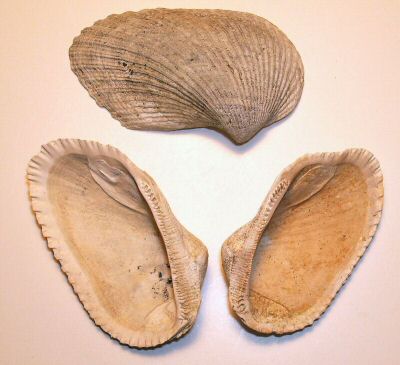 clam_04_01.jpg