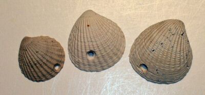 clams_with_drill_holes_01.jpg