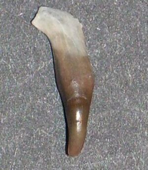 dolphin_tooth_02.jpg