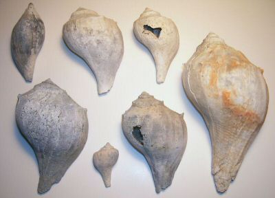 gastropods_misc_02.jpg