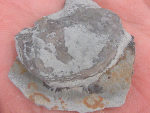 NPZ05_fossil_winner_01