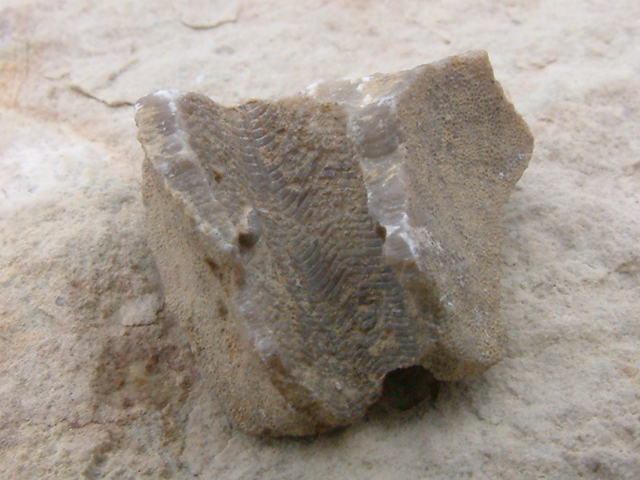 NPZ05_fossil_winner_02