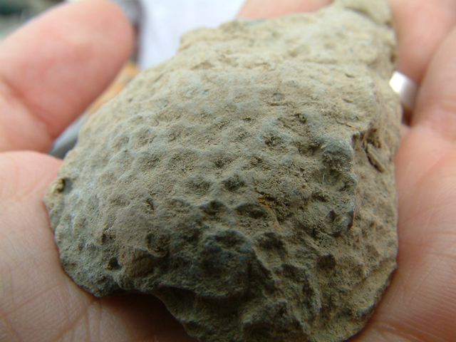 NPZ05_fossil_winner_03