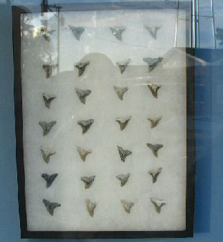 IMG_1700.jpg