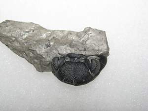 DryDredgers Penn Dixie 011.jpg