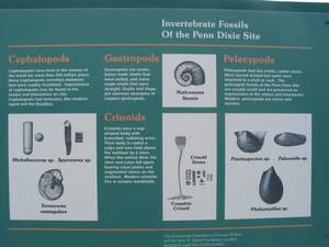 Penn-Dixie Fossil ID Board2.jpg
