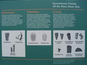Penn-Dixie Fossil ID Board 3.jpg