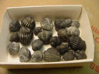 boxofrollers.jpg (62612 bytes)