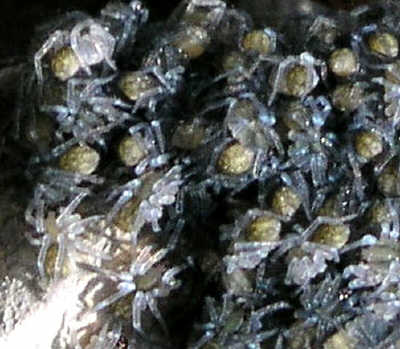 p5293790c.jpg