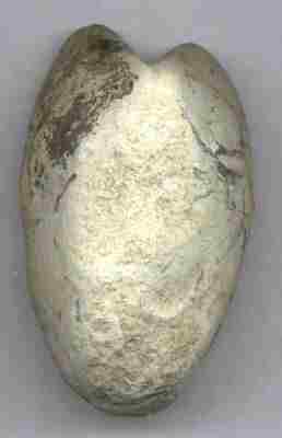 clam1.jpg