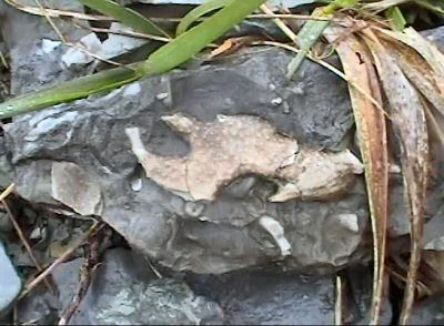 Image43.jpg