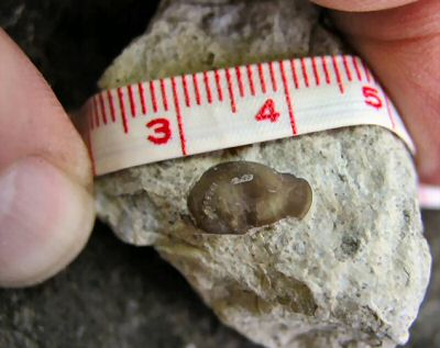 big_ostracod2.jpg