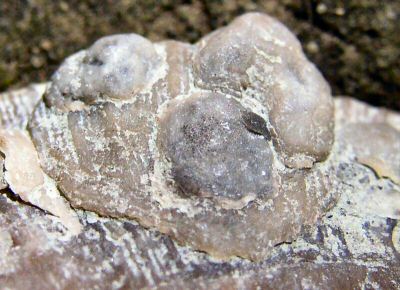 petrocrania.jpg