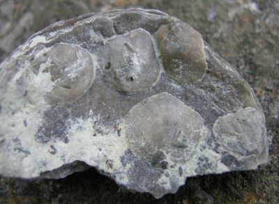 petrocrania2.jpg