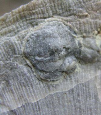 petrocrania3.jpg