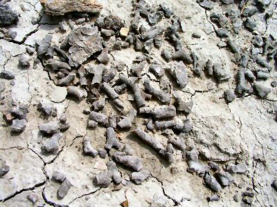 bryozoans_almost_articulated.jpg