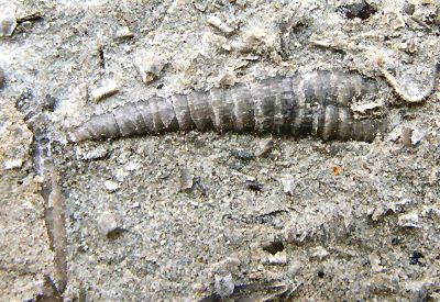 cornulites1.jpg