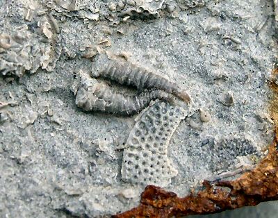cornulites2.jpg