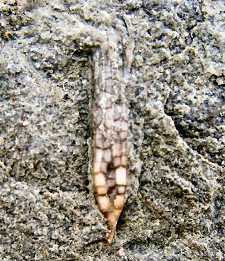 ectenocrinus4.jpg