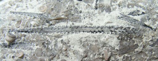 graptolites1.jpg